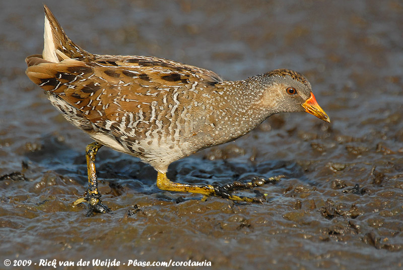 Spotted Crake<br><i>Porzana porzana</i>