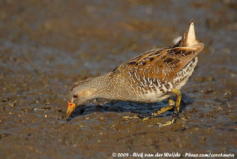 Spotted Crake<br><i>Porzana porzana</i>
