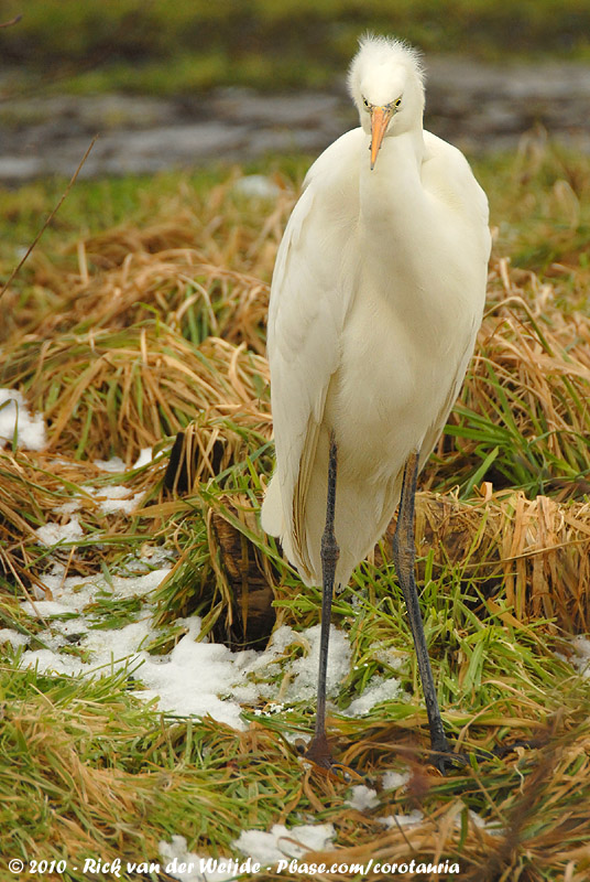 Great Egret<br><i>Ardea alba alba</i>