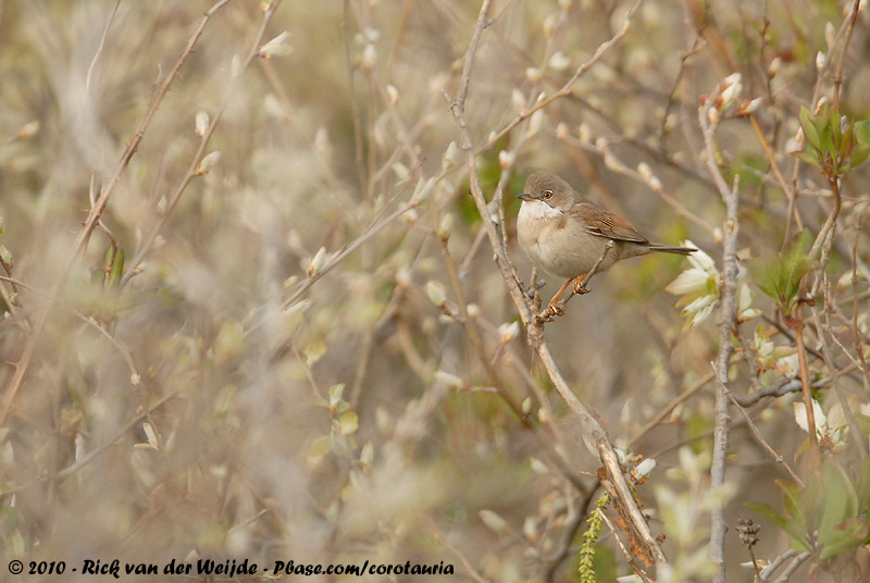 Common Whitethroat<br><i>Curruca communis communis</i>