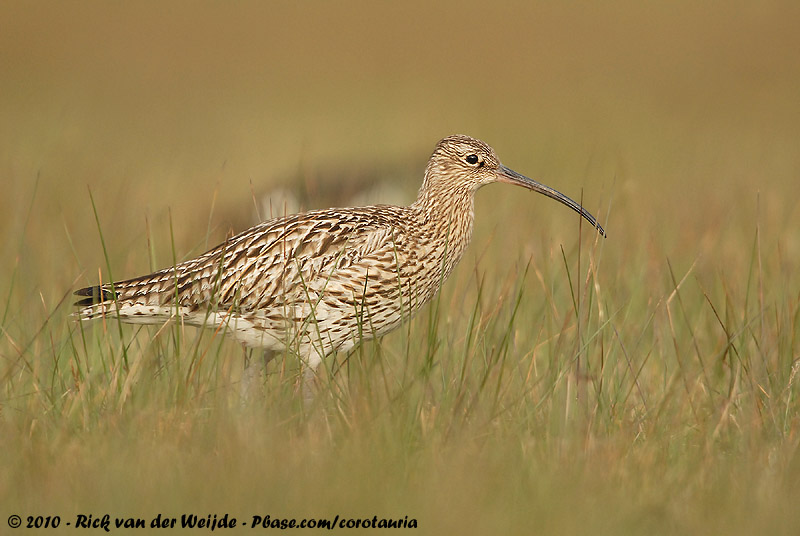 Eurasian Curlew<br><i>Numenius arquata arquata</i>