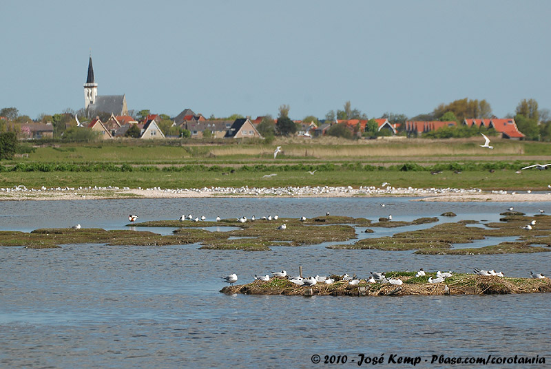 The Tern en Gull colony in the Petten