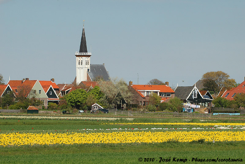 Flowering Den Hoorn