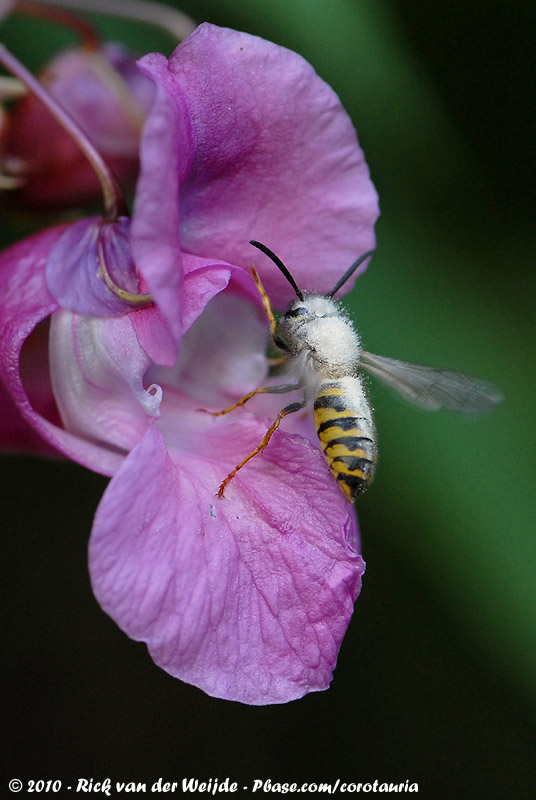 Common Wasp<br><i>Vespula vulgaris</i>