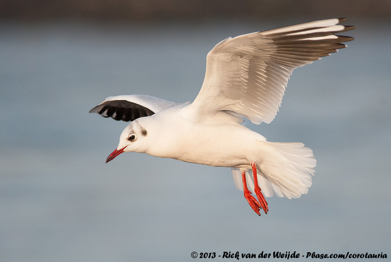 Black-Headed Gull<br><i>Chroicocephalus ridibundus</i>