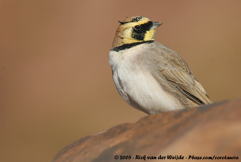 Horned Lark<br><i>Eremophila alpestris atlas</i>