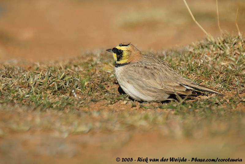 Horned Lark<br><i>Eremophila alpestris atlas</i>