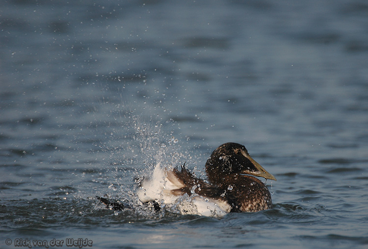 Eider