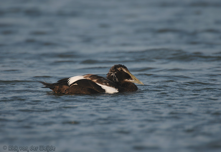 Eider