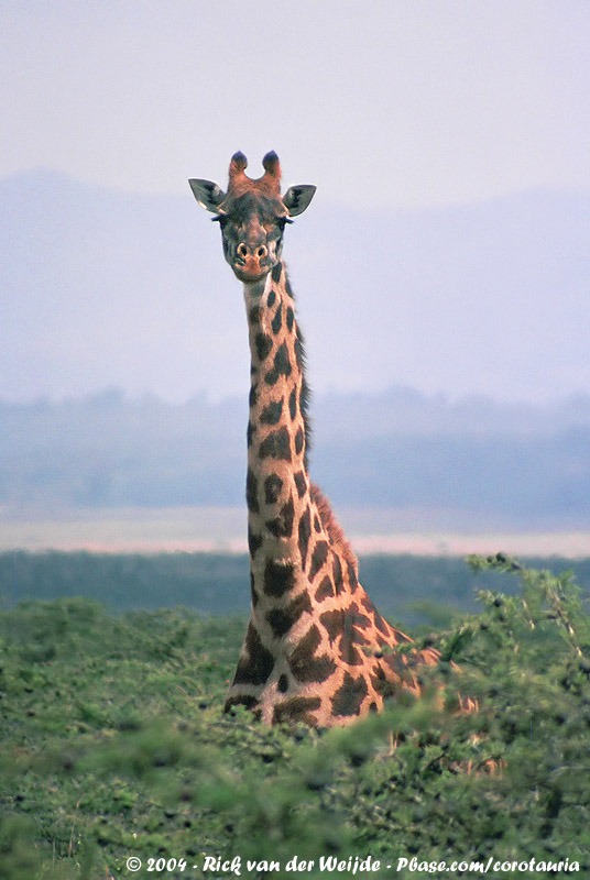 Masai Giraffe<br><i>Giraffa camelopardalis tippelskirchi</i>