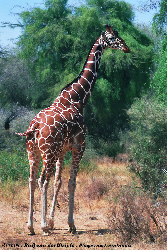 Reticulated Giraffe<br><i>Giraffa camelopardalis reticulata</i>