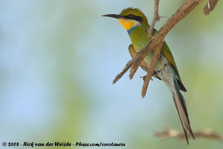 Zwaluwstaartbijeneter / Swallow-Tailed Bee-Eater