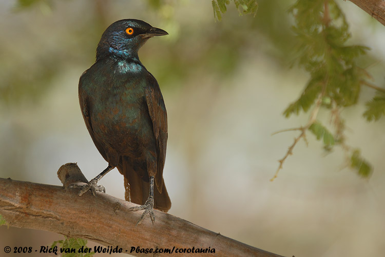 Roodschouderglansspreeuw / Cape Glossy Starling