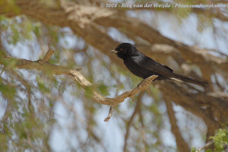 Fluweeldrongo / Fork-Tailed Drongo