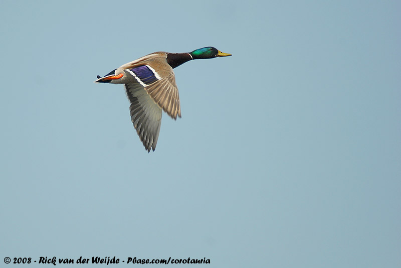 Mallard<br><i>Anas platyrhynchos platyrhynchos</i>