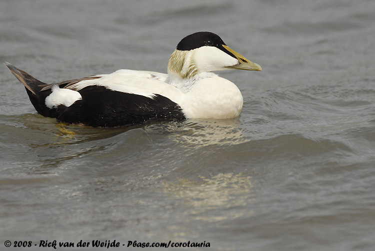 Eider / Common Eider