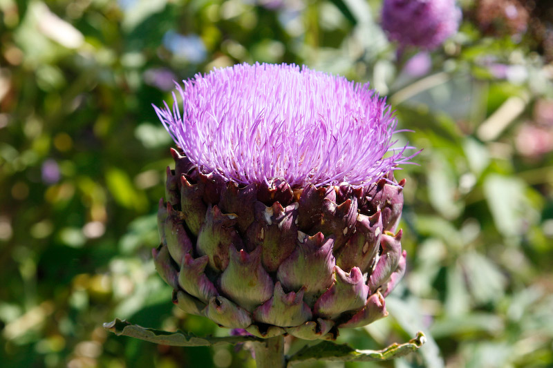 Artichoke Blooming