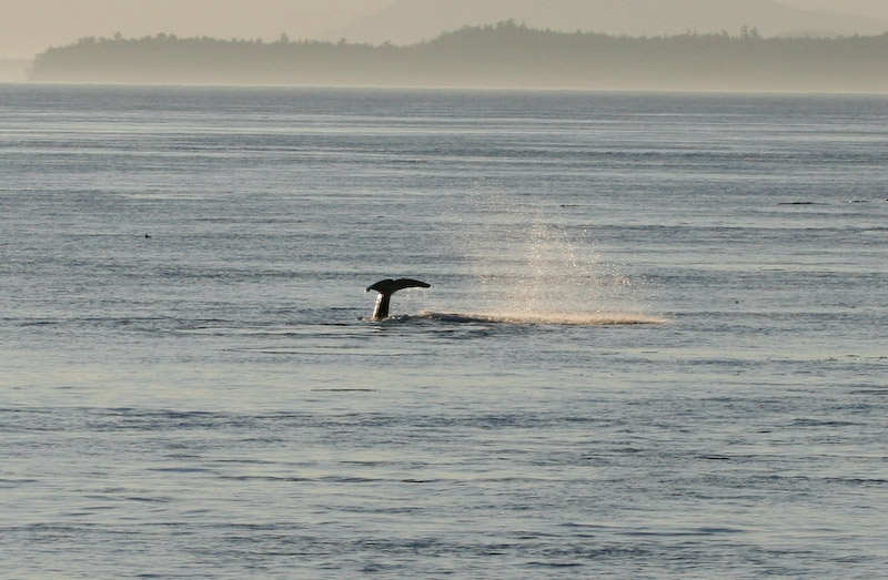 Orca Tail