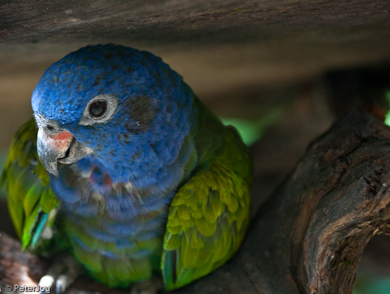 Bolivia: macaw