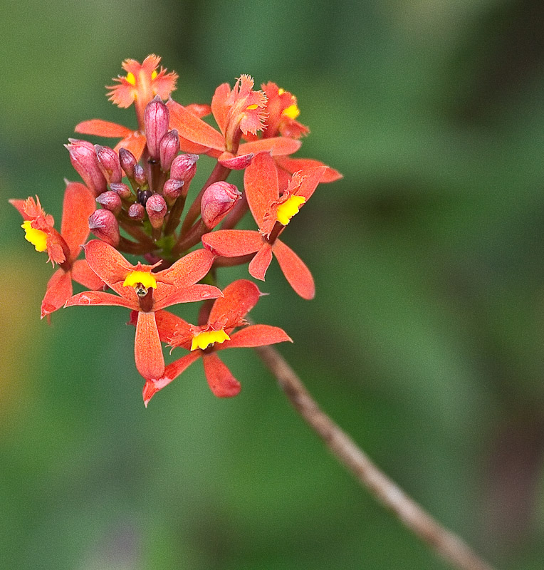 Red Orchid