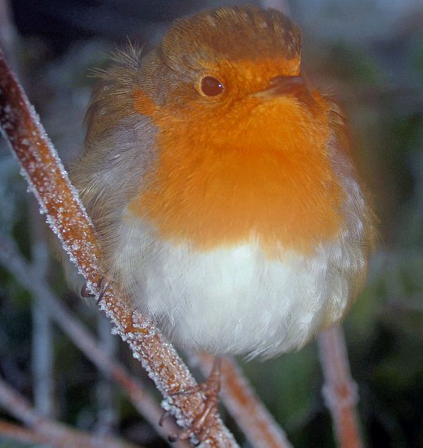  red robin macro image

almost too cold to move

 ) :