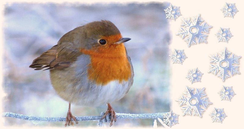 Robin Redbreast in freezing conditions