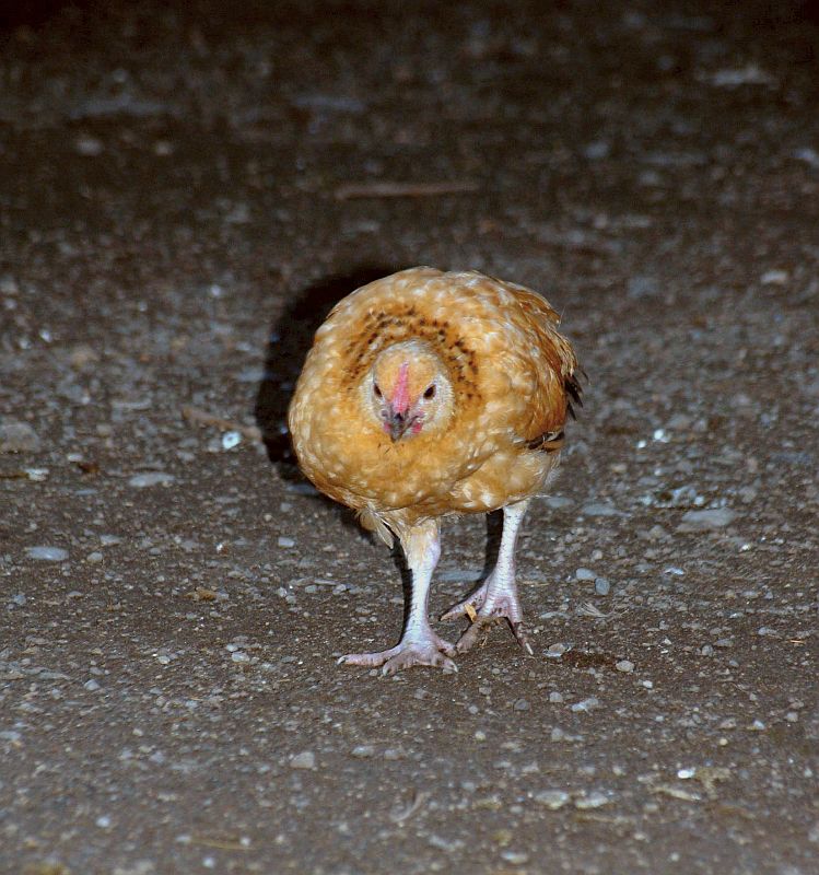 chicken out late at night
