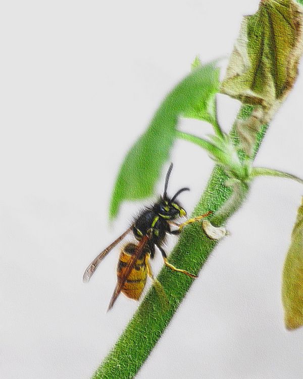  wasp waving a white flag on a cold November day

near death experience    
November is late in the year for wasps 

