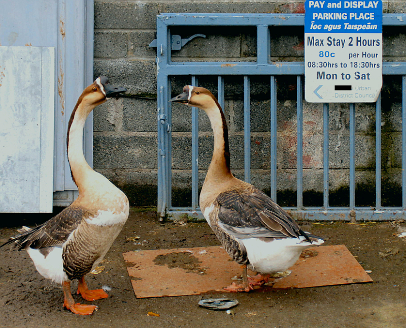  geese  collect money for parking

 :)