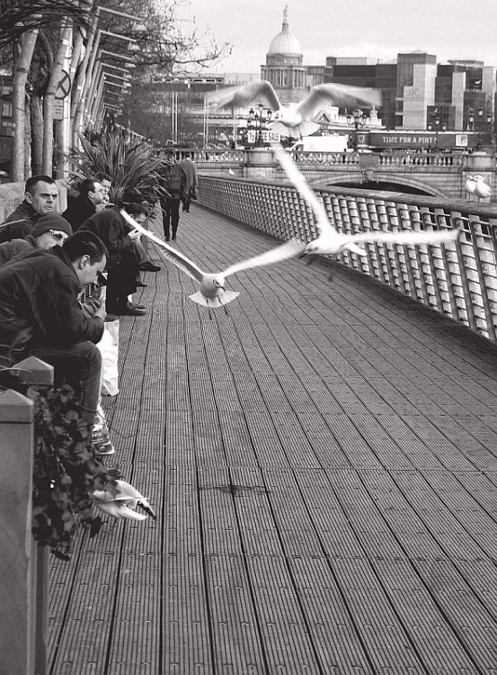 birds on the boardwalk

Dublin City by the River Liffey
