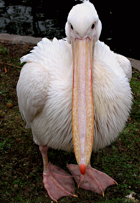  pelican

 : )
