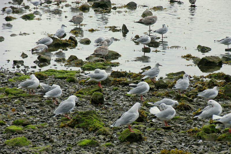  flocks in Galway Bay ,
 on a rainy day