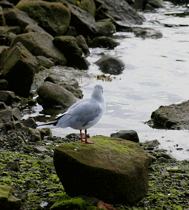  Gull in Galway Bay