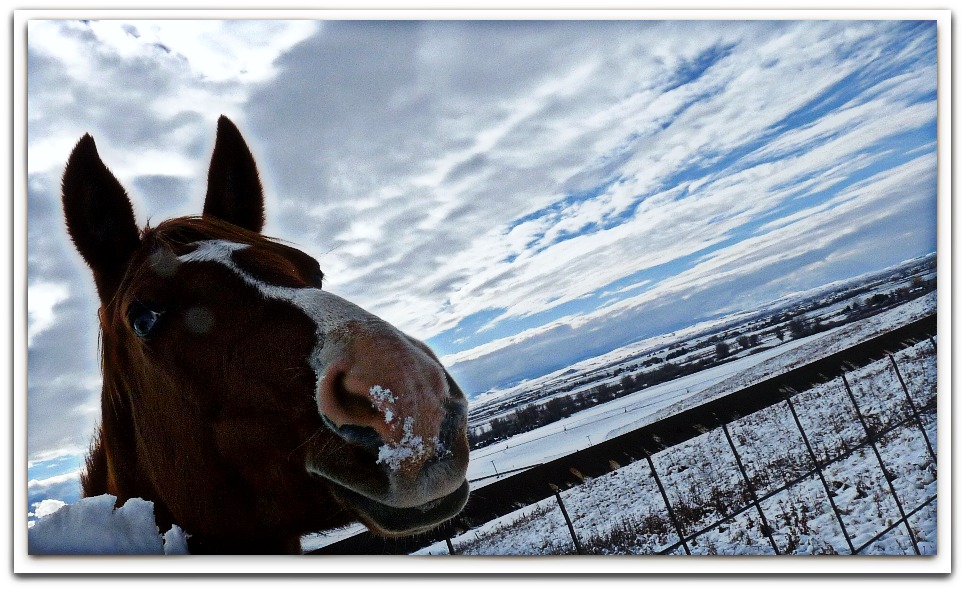 snowy horse nose