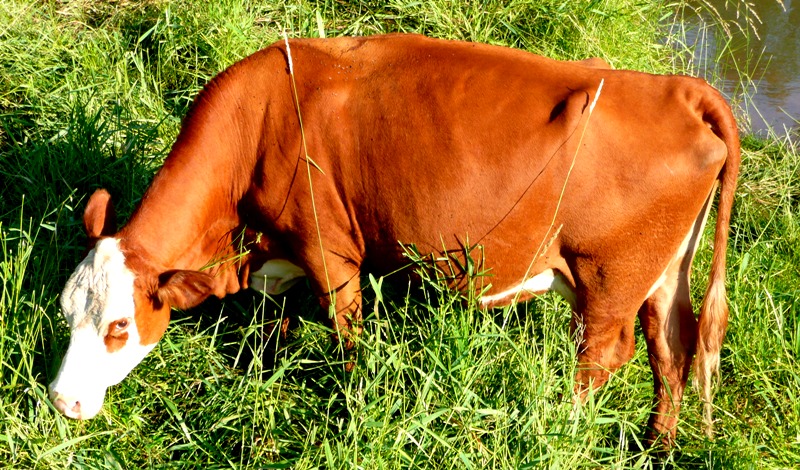 bovine beauty