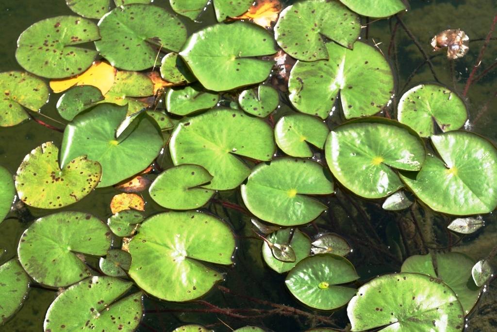 Lilly Pads