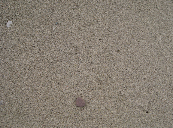 Whimbrel footprints
