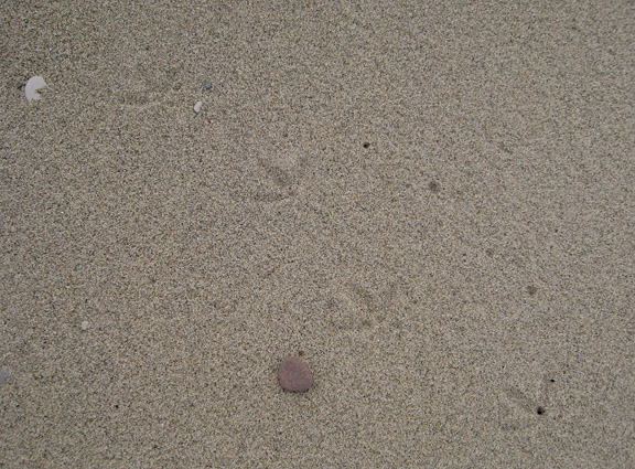 Whimbrel footprints