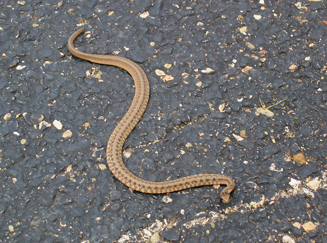 Dekays Brown Snake