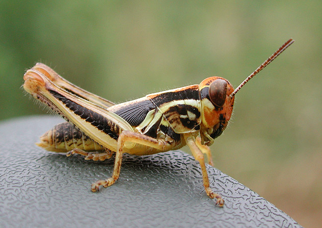 Grasshopper