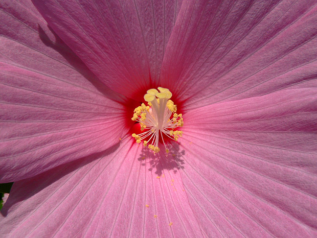 Swamp Rose Mallow