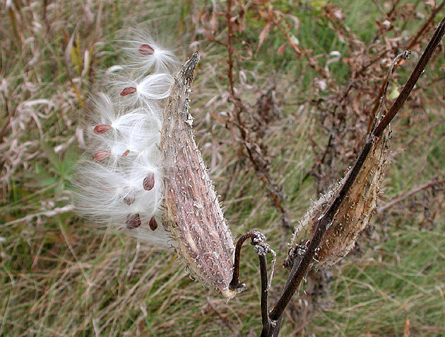 Milkweed pods