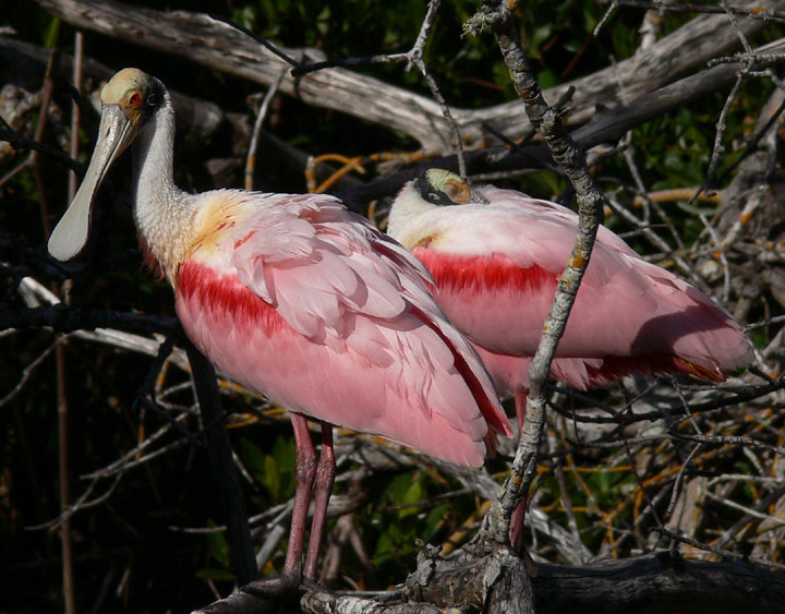 Roseate Spoonbill