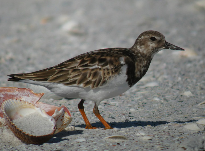 Ruddy Turnstone