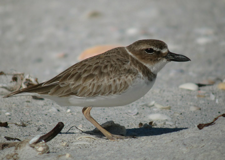 Wilsons Plover