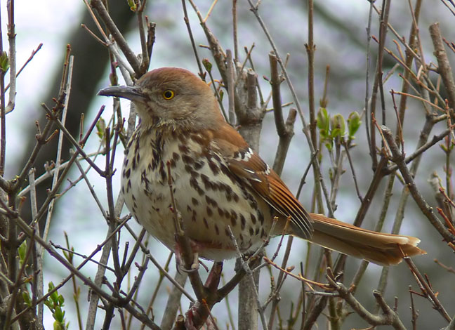 Brown Thrasher