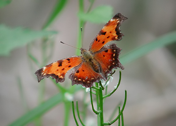 Gray Comma