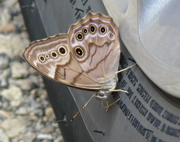 Northern Pearly-eye