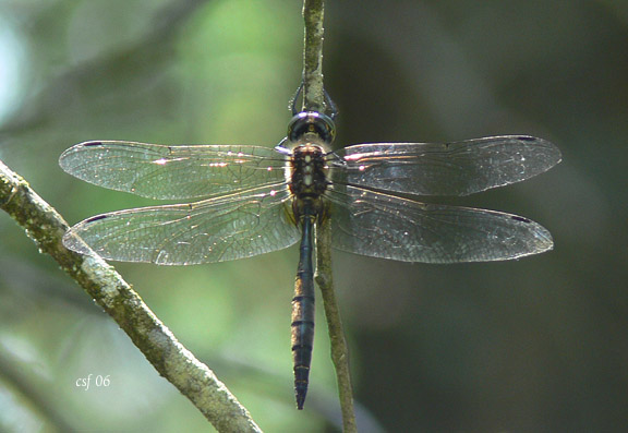 Hines Emerald