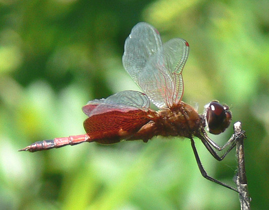 Carolina Saddlebags
